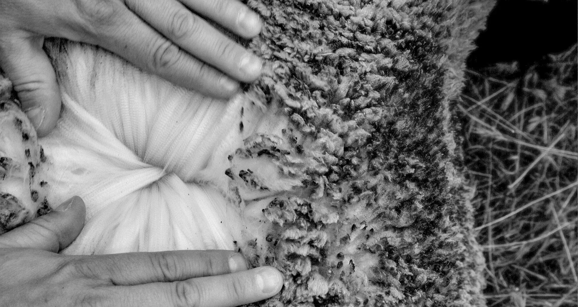 Hands parting raw white fleece and combed wool, evoking Reda 1865 craft (black and white)